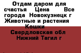 Отдам даром для счастья. › Цена ­ 1 - Все города, Новокузнецк г. Животные и растения » Кошки   . Свердловская обл.,Нижний Тагил г.